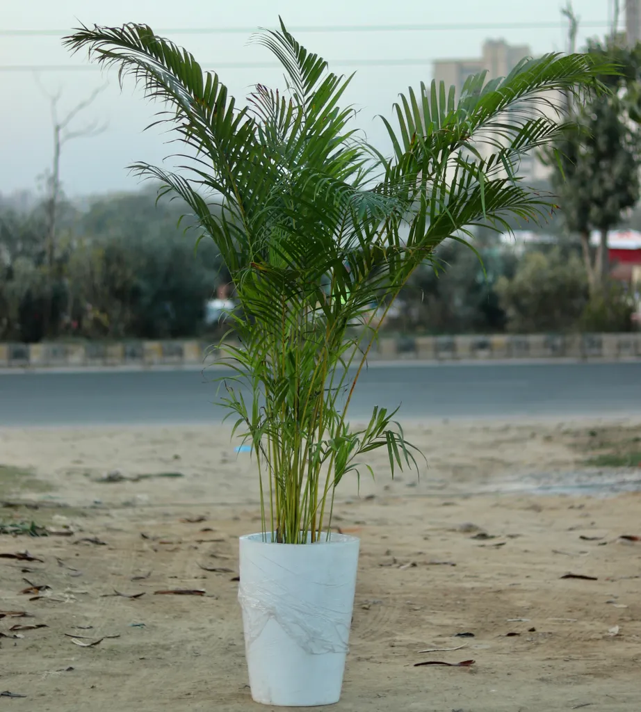Areca Palm (~6ft) in 19 Inch * 12 Inch Fiber Pencil Pot