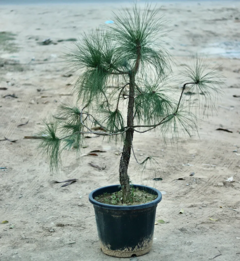 Pine in 16 Inch Plastic Pot