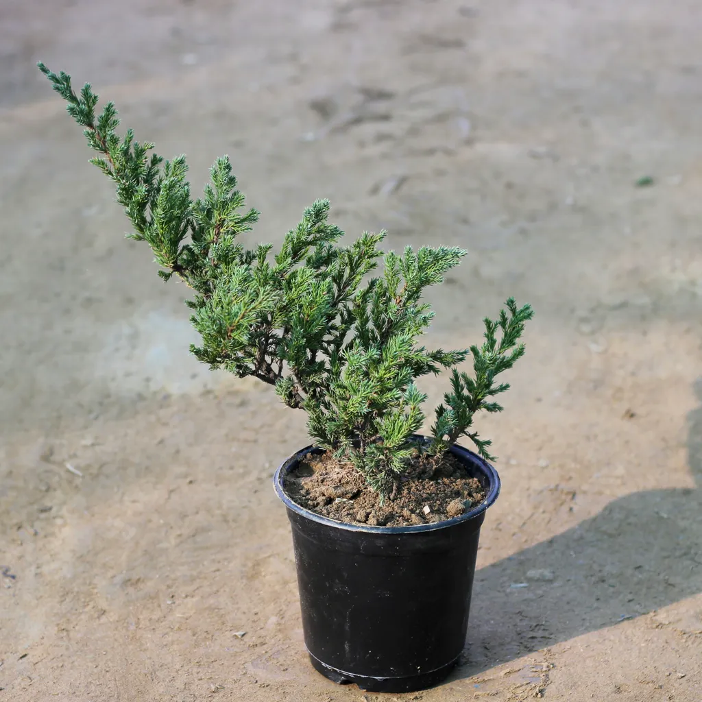 Juniperus in 6 Inch Plastic Pot