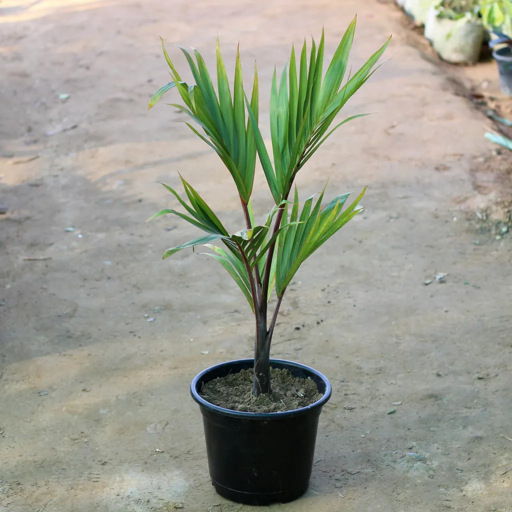 Champion Palm in 10 Inch Plastic Pot