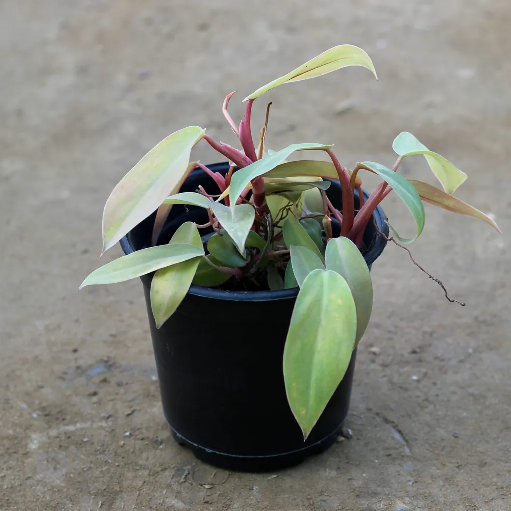 Philodendron Golden in 6 Inch Plastic Pot