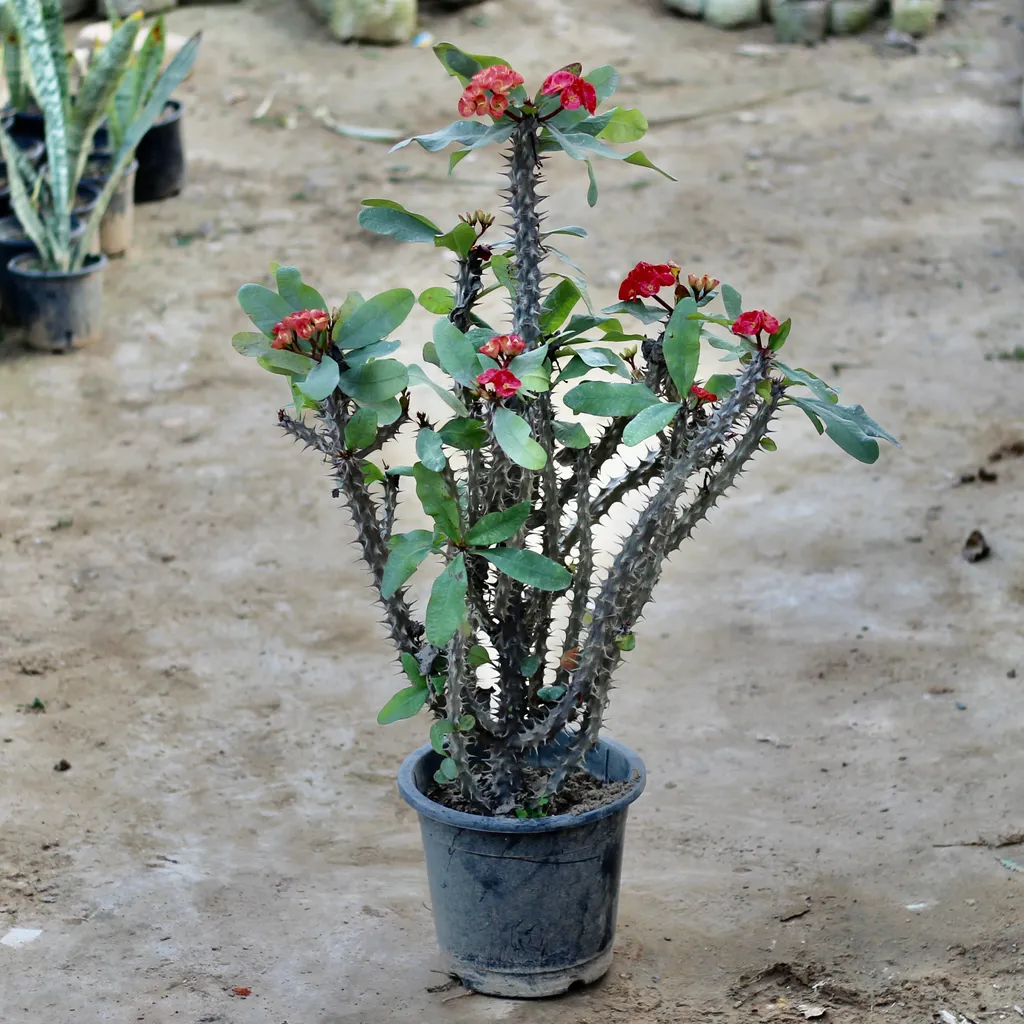 Euphorbia Mlli (any colour) in 10 Inch Plastic Pot