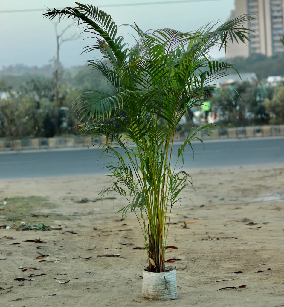Areca Palm (~6ft) in 10 Inch Nursery Bag