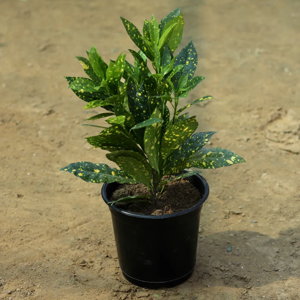 Baby Croton in 6 Inch Plastic Pot