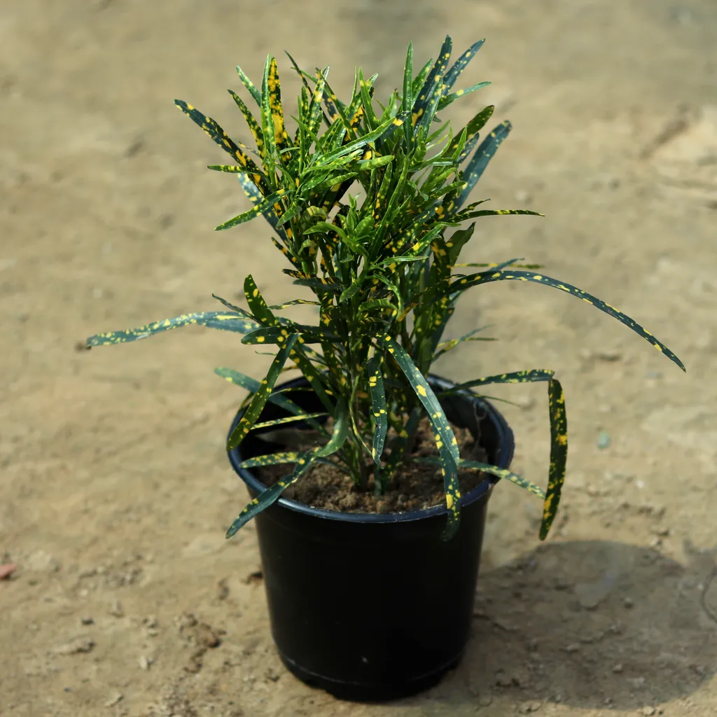 Chironji Croton in 6 Inch Plastic Pot