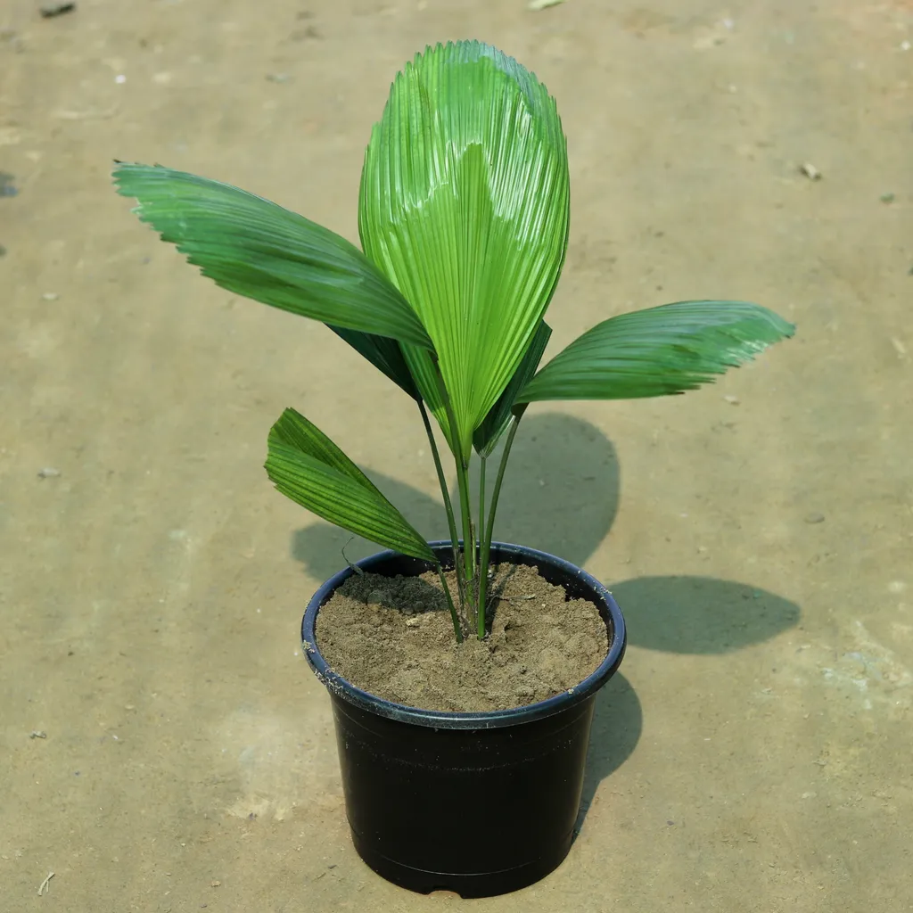 Heart Leaf Palm in 10 Inch Plastic Pot
