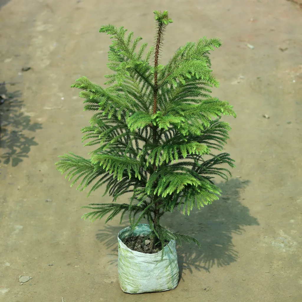 Araucaria / Christmas Tree (~2.5ft) in 7 Inch Nursery Bag