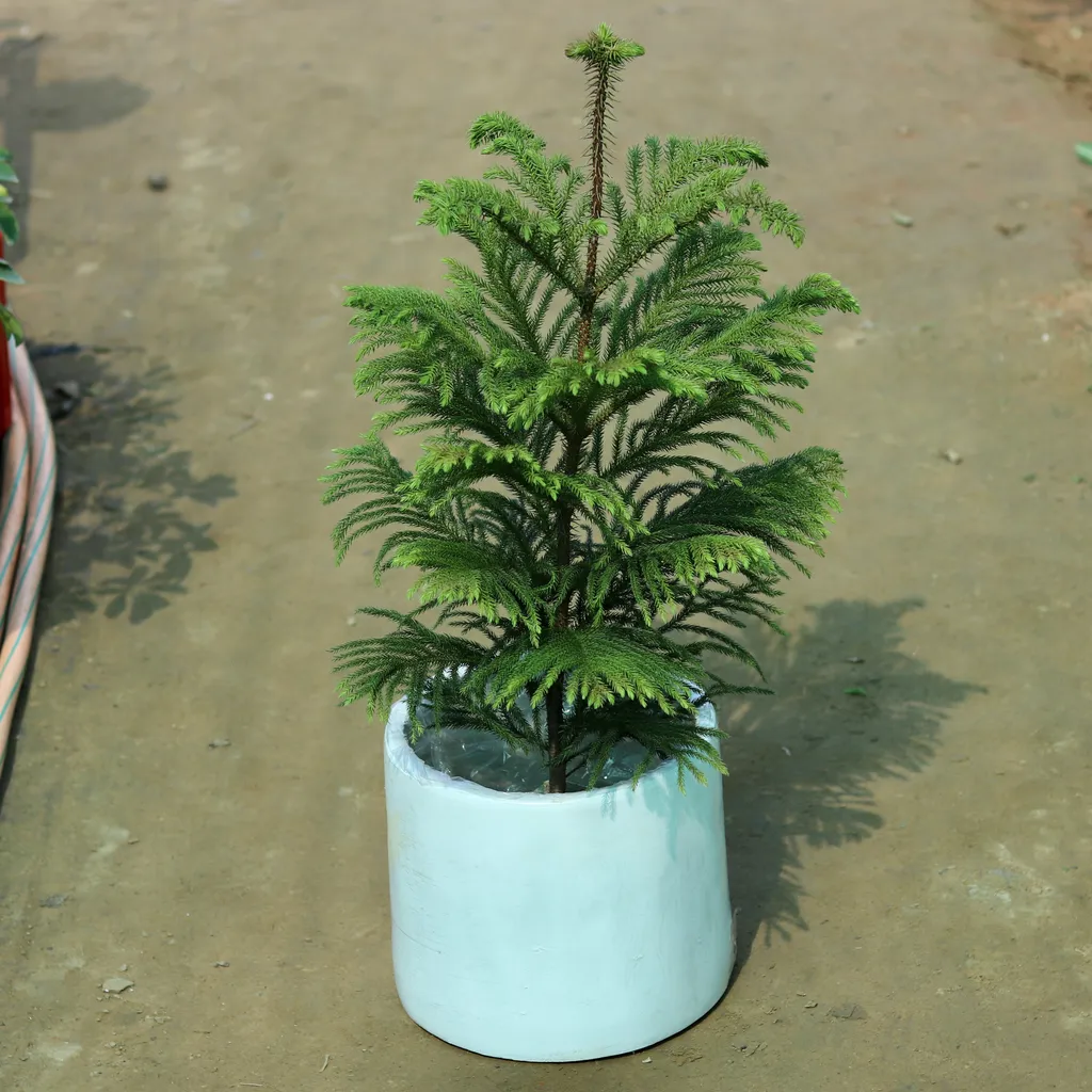 Araucaria / Christmas Tree (~3ft) in 12 Inch Fiberglass Apple Pot