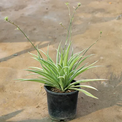 Buy Spider Plant in 6 Inch Plastic Pot Online | Urvann.com