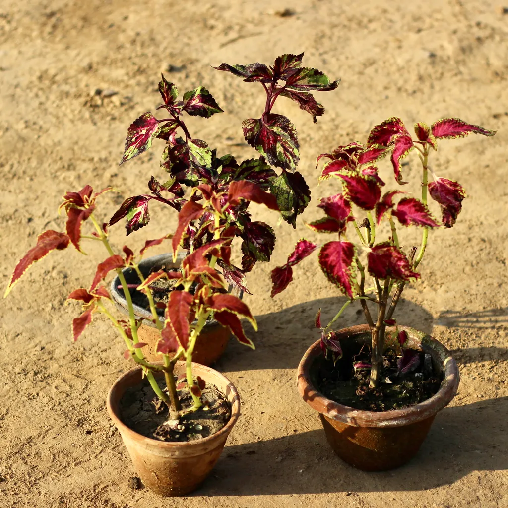 Coleus (Any color) in 6 Inch Pot