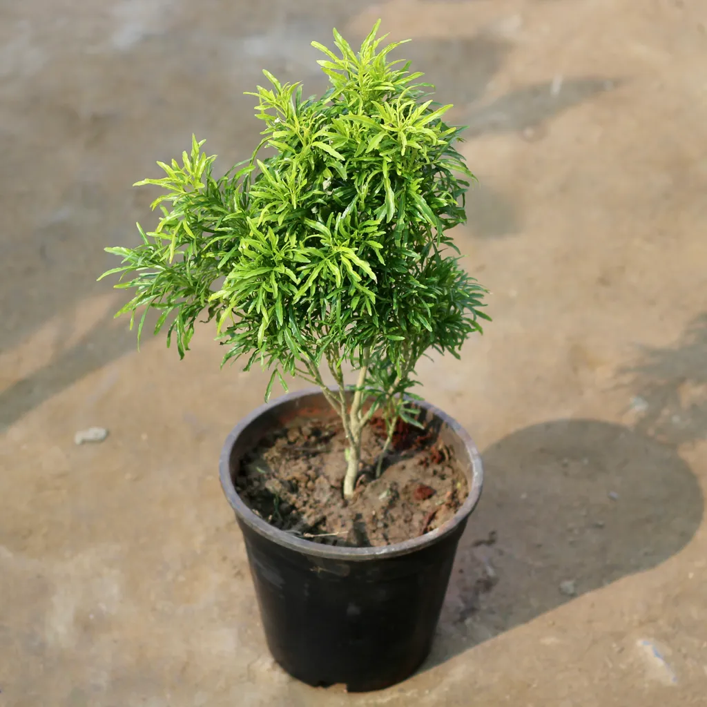 Aralia Green in 6 Inch Plastic Pot