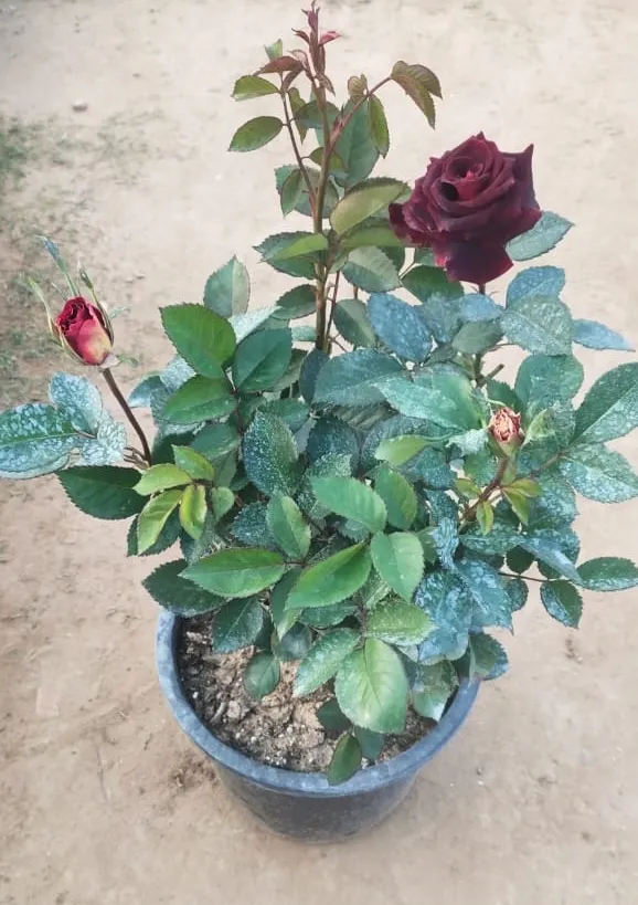 Dark Red Rose in 6 Inch Plastic Pot