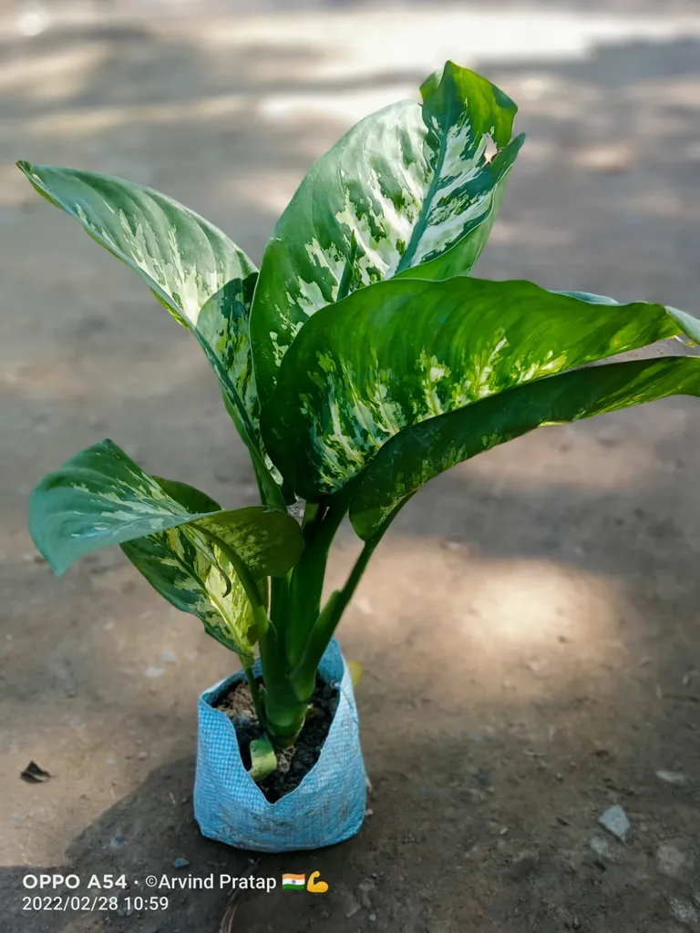 Dieffenbachia Dumb Cane Plant in 7 Inch Nursery Bag