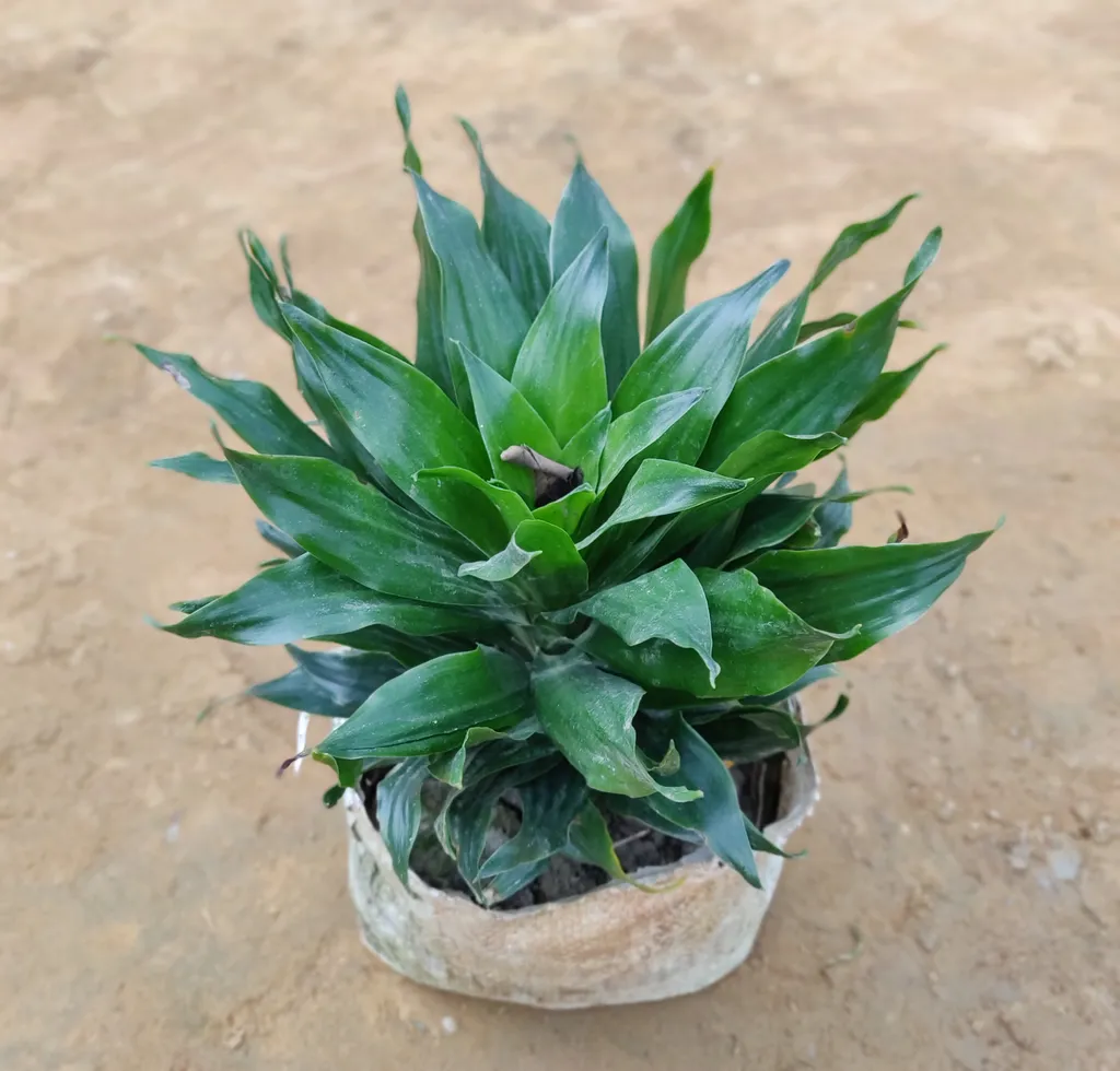 Dracaena Compacta Plant in 4 Inch Nursery Bag