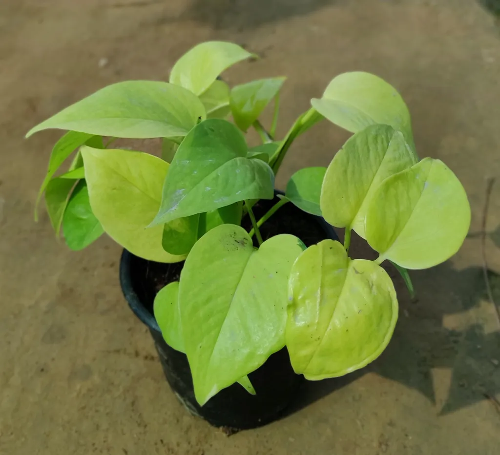 Golden Money Plant in 5 Inch Plastic Pot