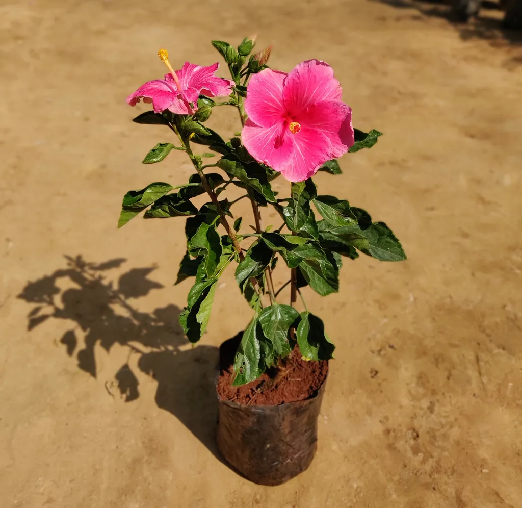 Pink Hibiscus Gudhal in 9 Inch Nursery Bag