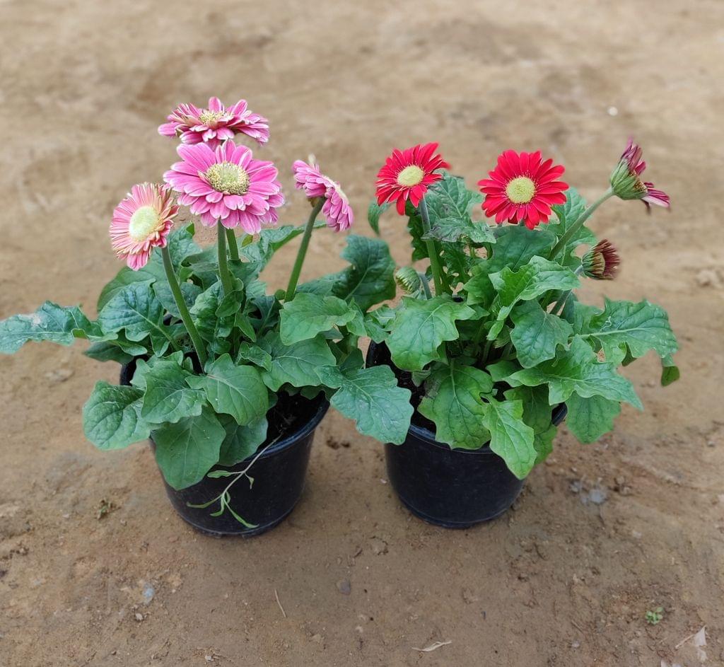 Set of 2 Gerbera (Assorted Coours) (any colour) in 6 Inch Nursery Pot