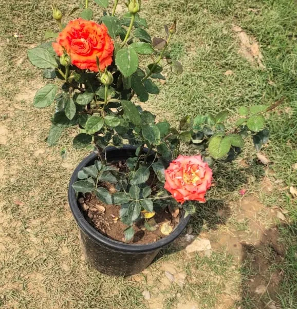 Orange English Rose in 10 Inch Plastic Rose