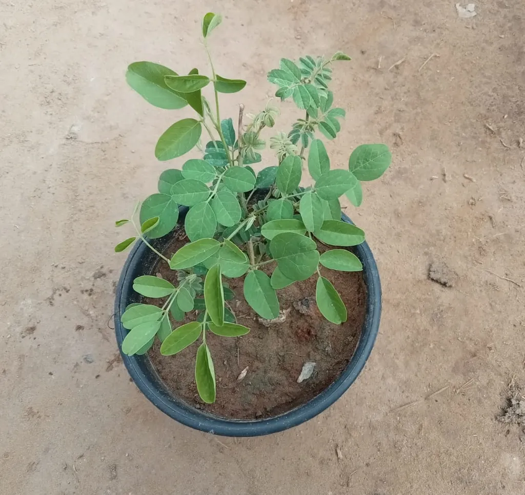 Aparajita Shankhpushpi (any colour) in 6 Inch Nursery Pot