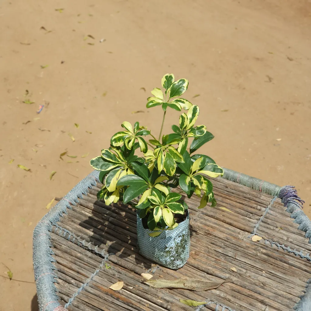 Schefflera Variegated Plant in 4 inch Nursery Bag