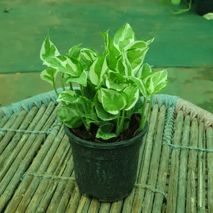Buy Bushy Money Njoy Plant in 4 inch Plastic Pot Online | Urvann.com