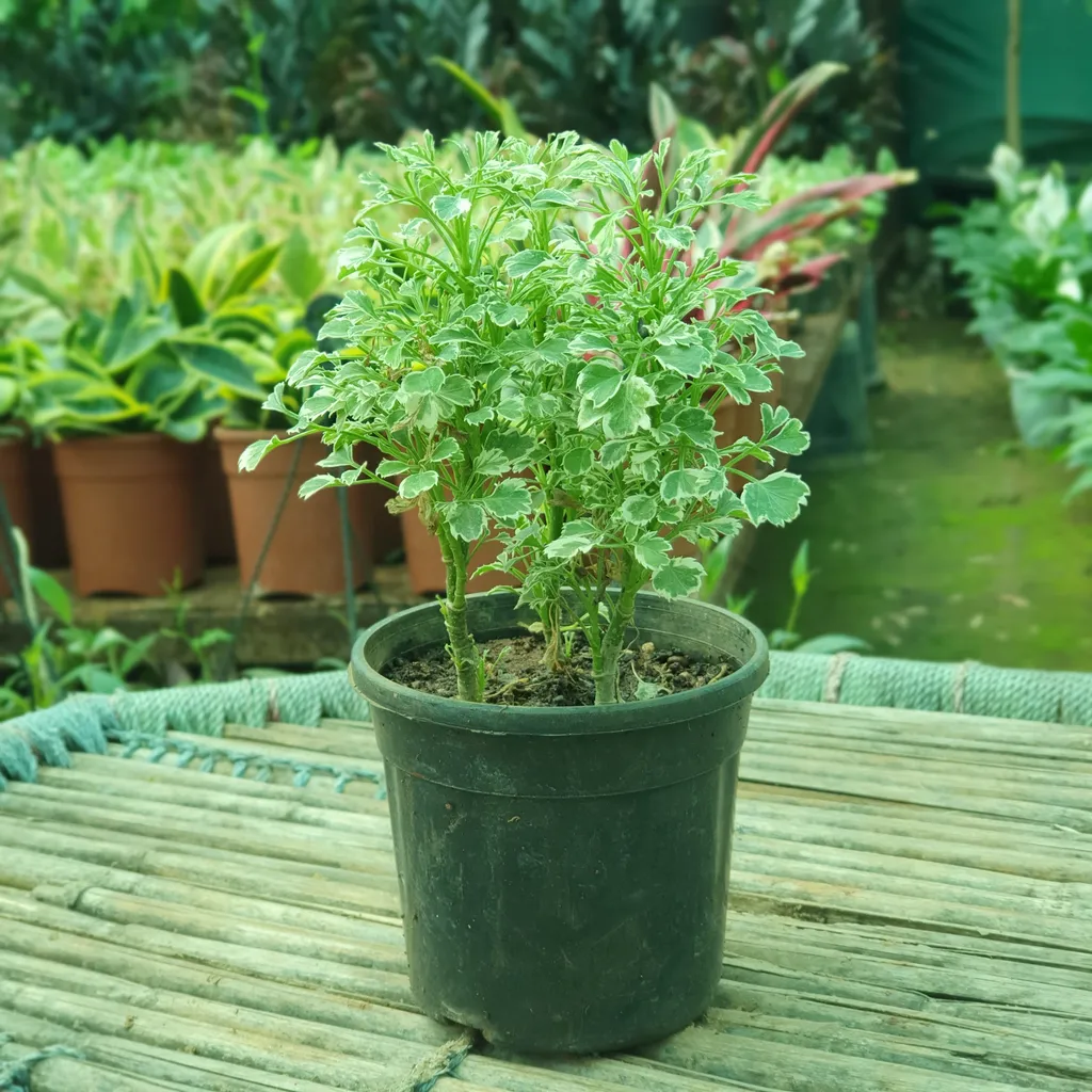 Aralia Variegated Plant in 4 inch Plastic Pot