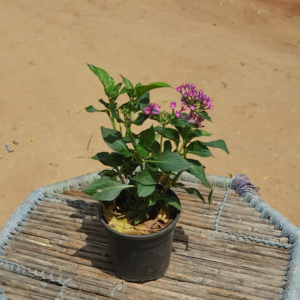 Pentas Pink Plant in 5 inch Plastic Pot