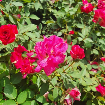 Buy Kashmiri Rose Pink Plant in 10 inch Nursery Bag Online | Urvann.com