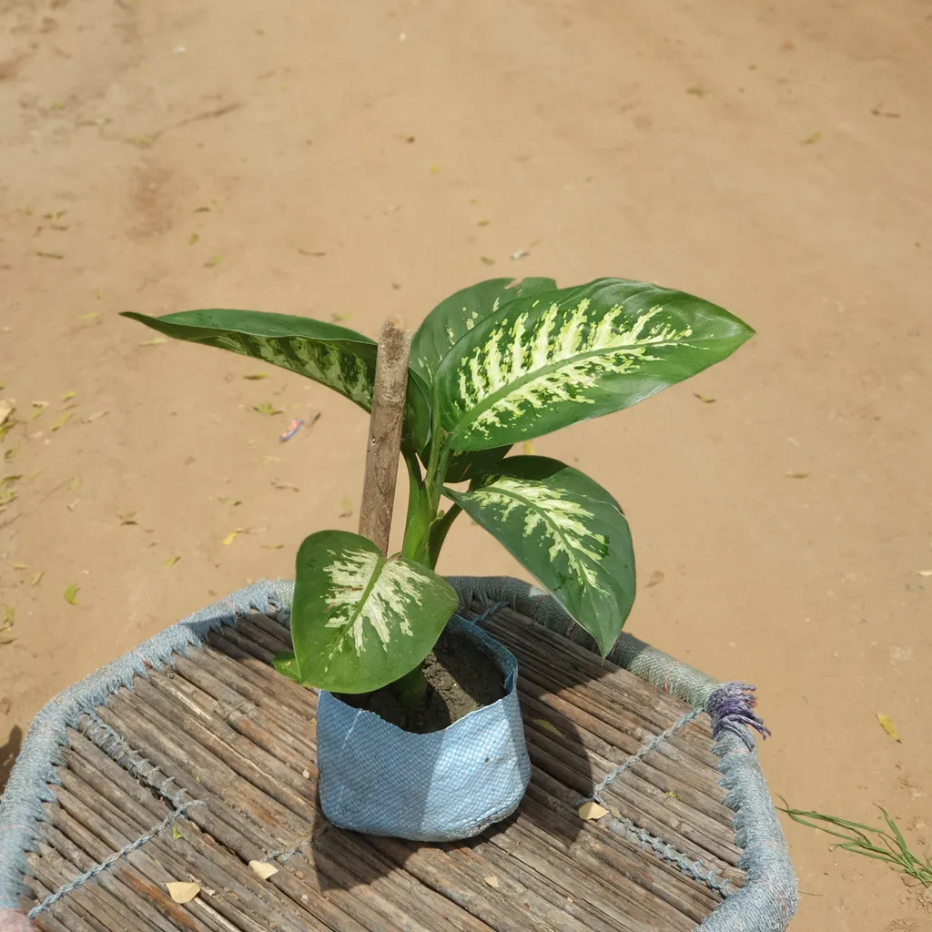 Dieffenbachia Plant in 6 inch Nursery Bag