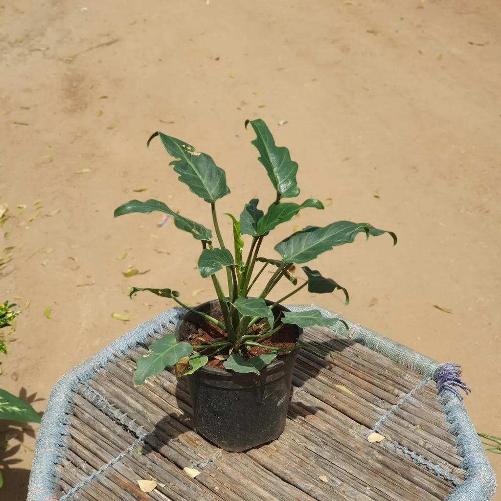 Xanadu Plant in 5 inch Plastic Pot