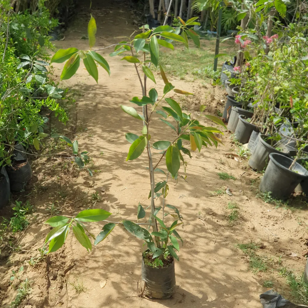 Grafted Jamun Plant in 8 inch