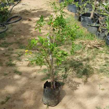 Buy Kandhaari Anaar Plant in 13 inch Online | Urvann.com