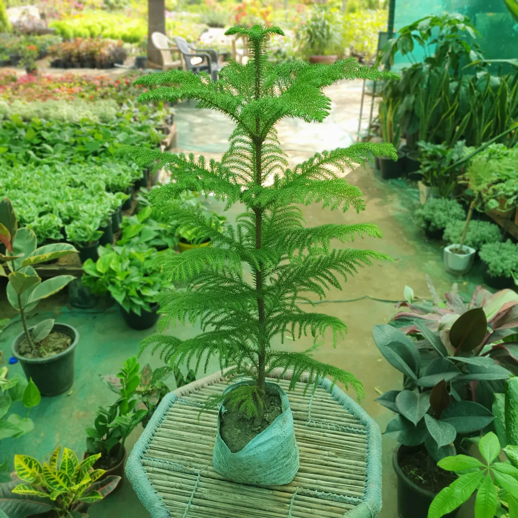 Araucaria / Christmas Tree Plant in 7 inch Nursery Bag