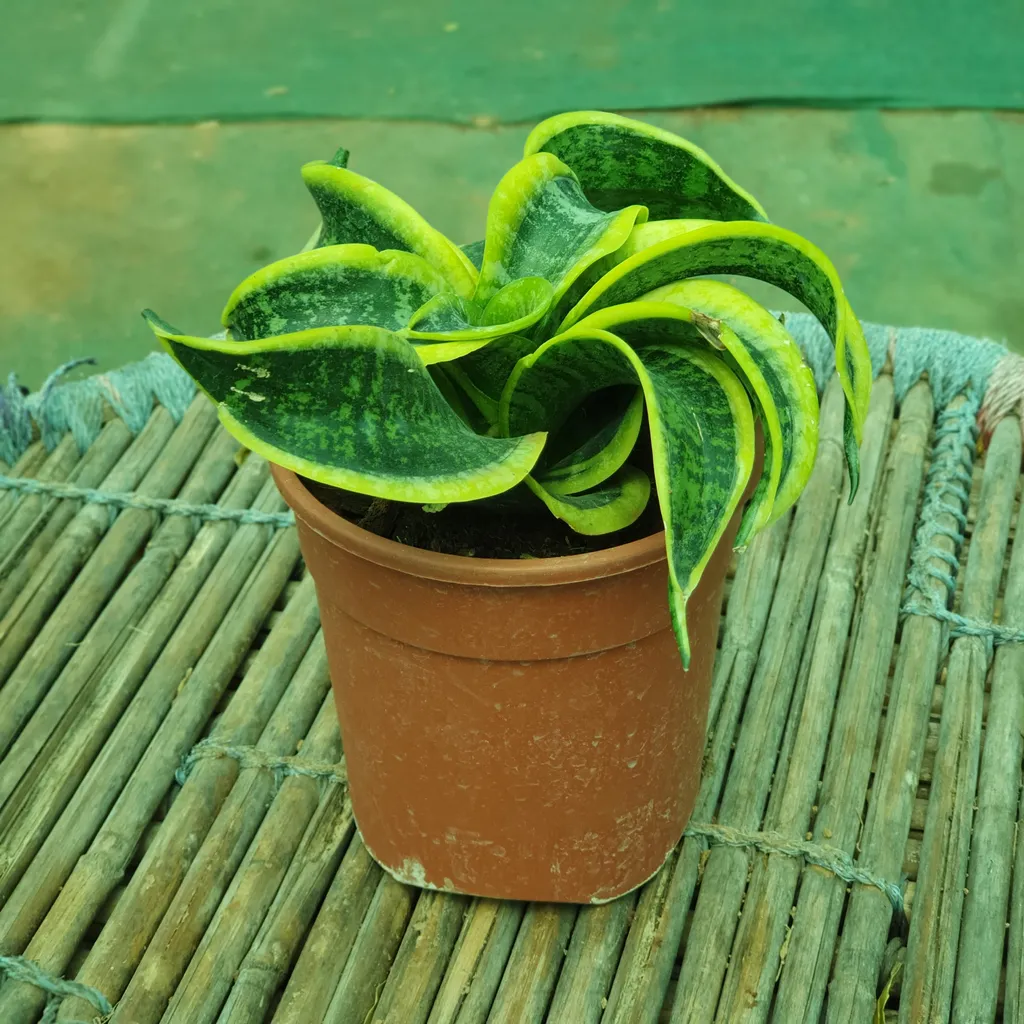 Rare Twisted Snake Plant in 4 inch Plastic Pot