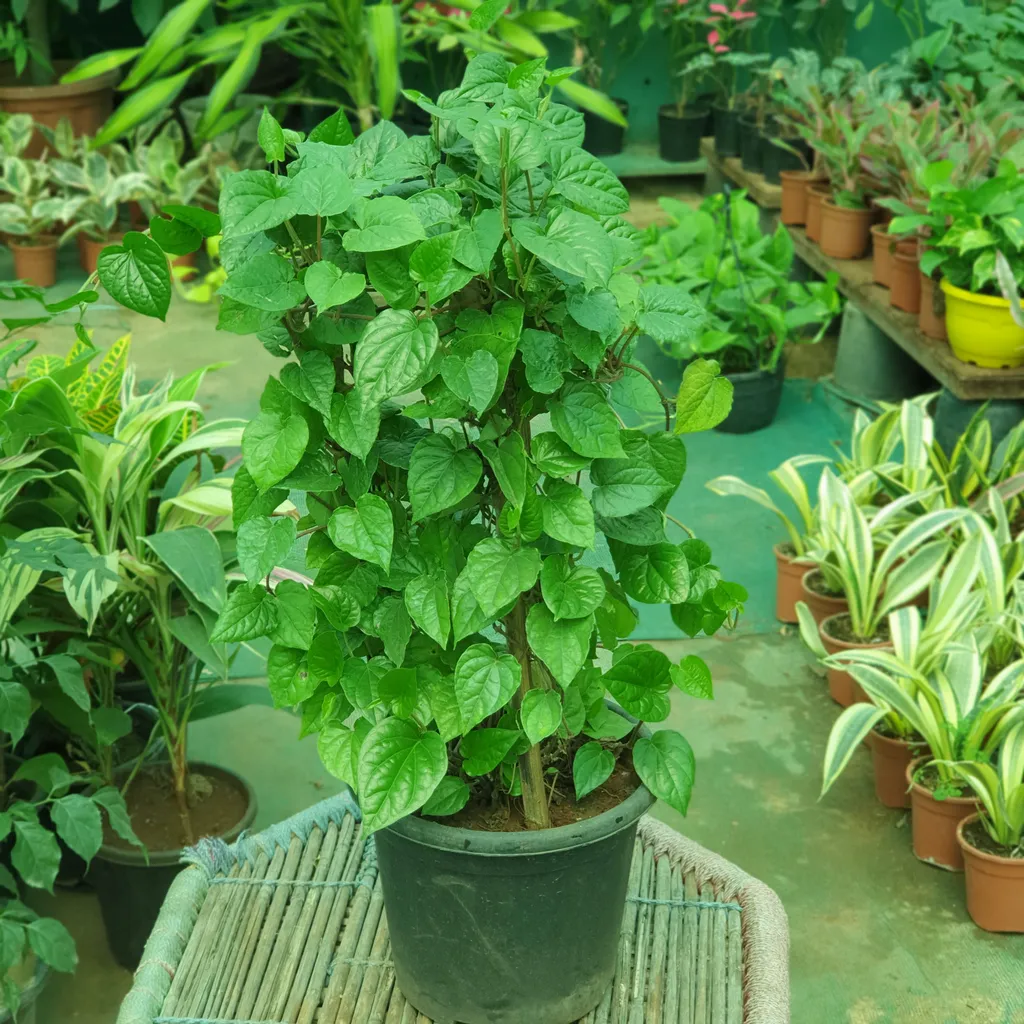 Green Paan Plant in 10 inch Plastic Pot