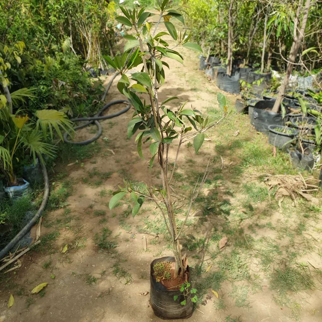Chikoo Grafted Plant in 13 inch
