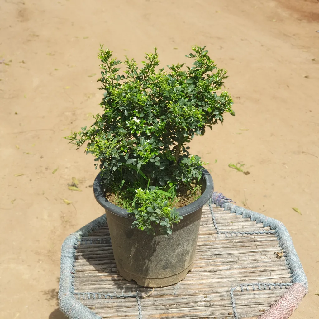 Dwarf Scented Murraiya Madhukamini Plant (any colour) in 10 inch