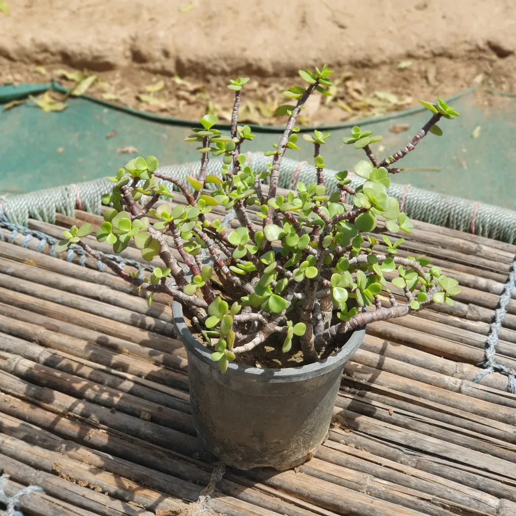 Jade Plant in 4 inch Plastic Pot