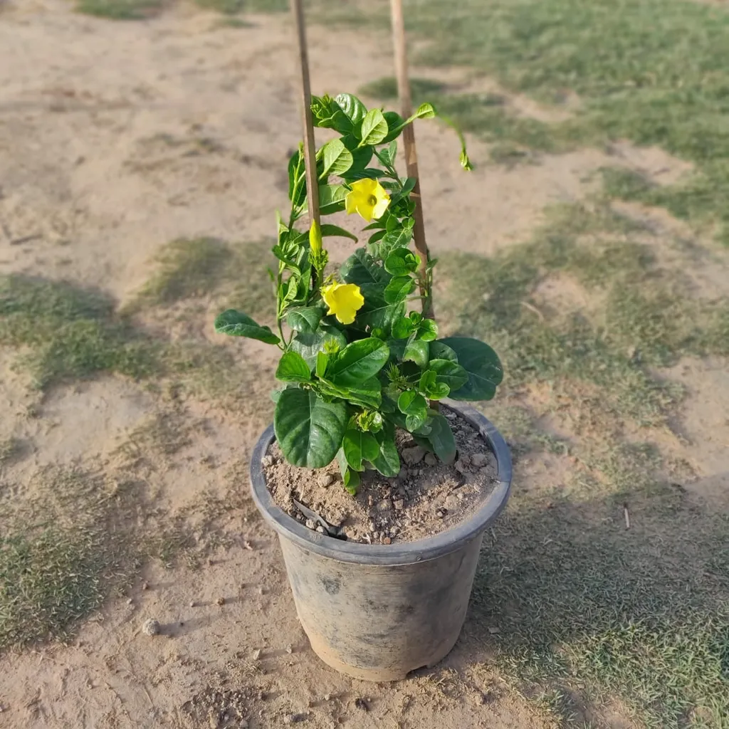 Allamanda Yellow In 8 Inch Nursery Pot