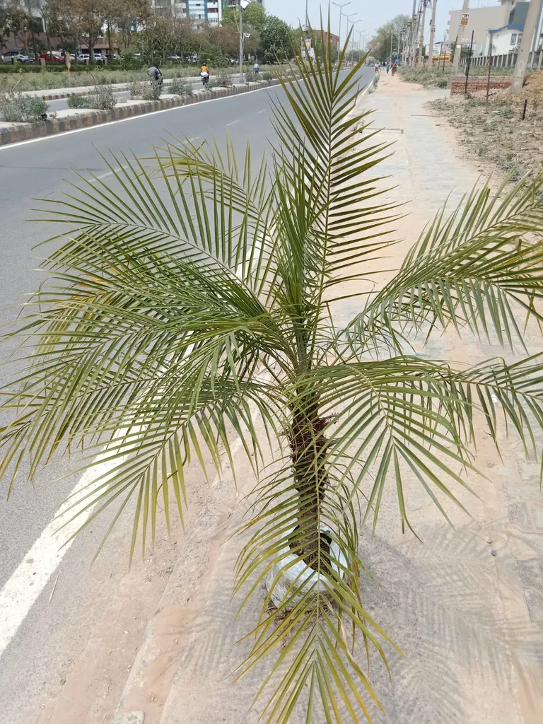 Phoenix Palm in 10 inch Bag (~4 Feet)