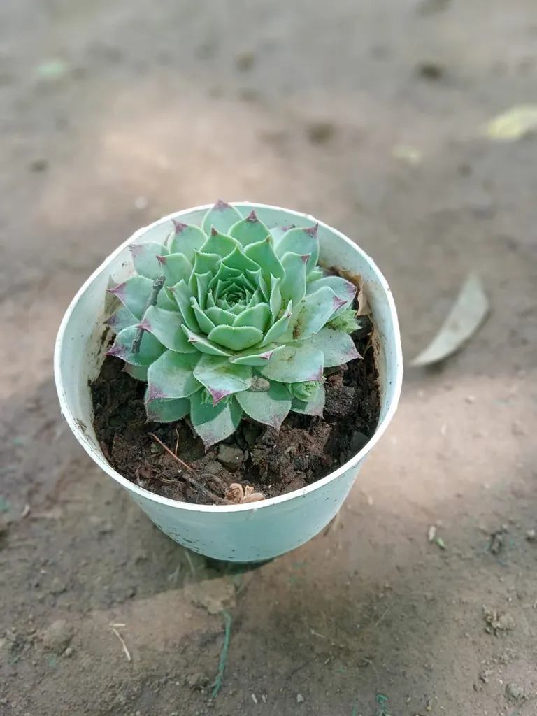 Red tipped succulent in 3 inch plastic pot