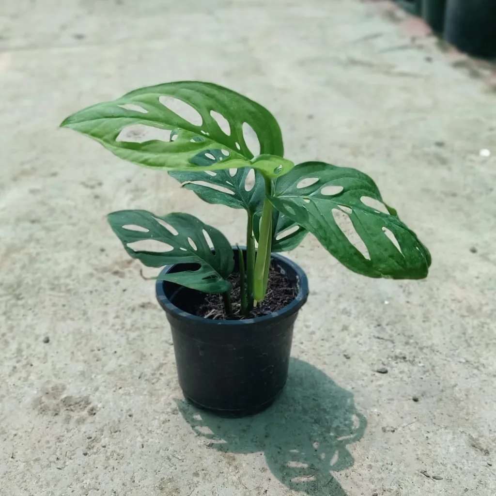 Monstera Adansonii Broken Heart Plant In 4 Inch Plastic Pot