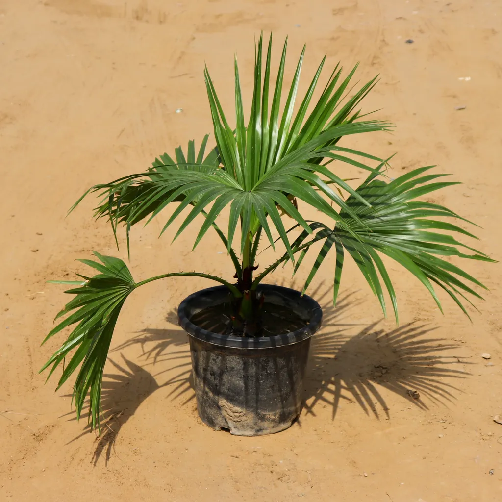 China Palm in 12 Inch Plastic Pot
