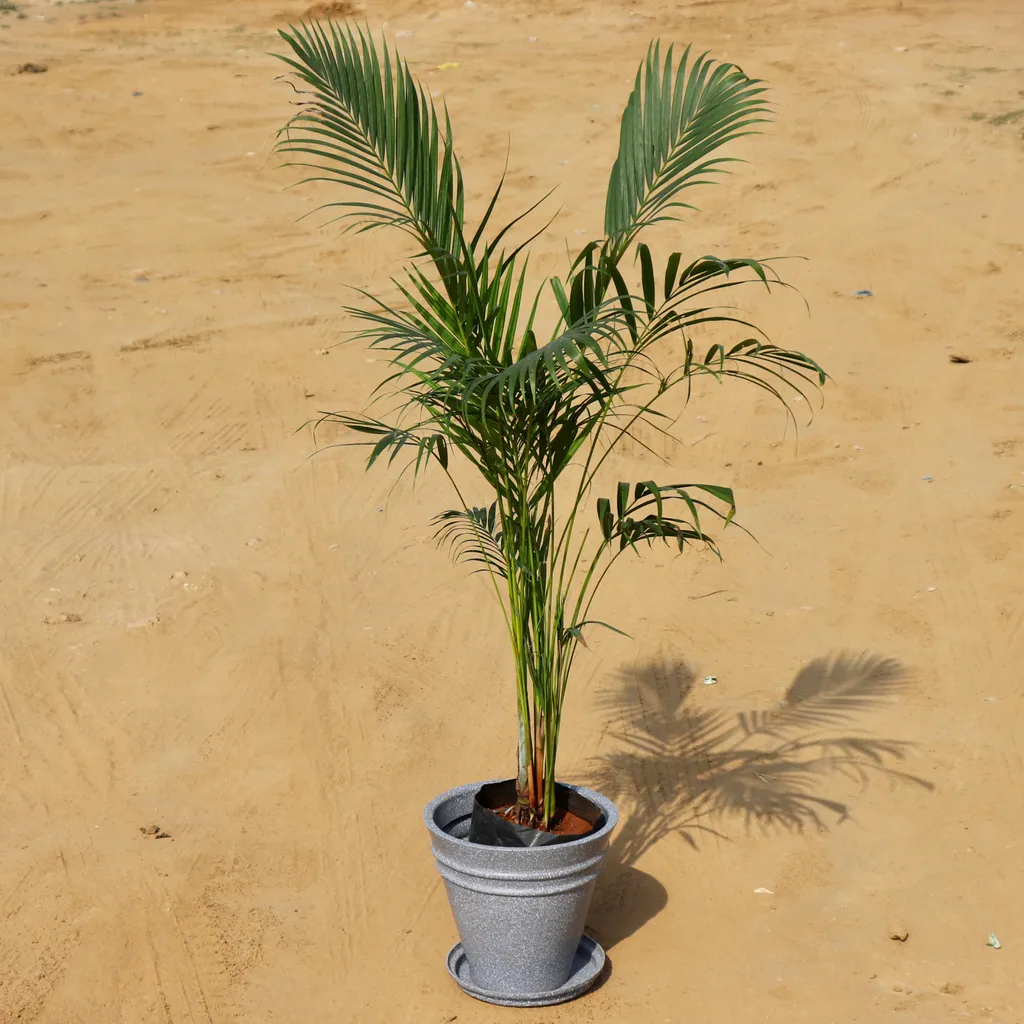 Areca Palm in 12 Inch High Quality Grooved (any colour)Polymer Planter with Tray