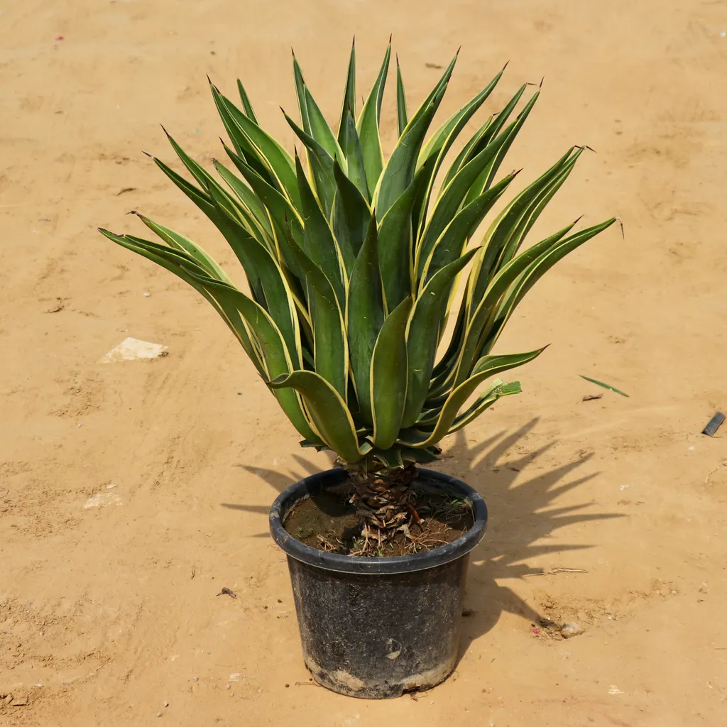 Green Agave in 14 Inch Plastic Pot