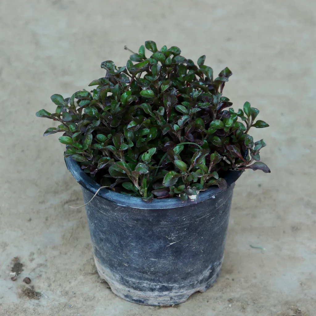 Alternanthera Purple in 6 Inch Plastic Pot