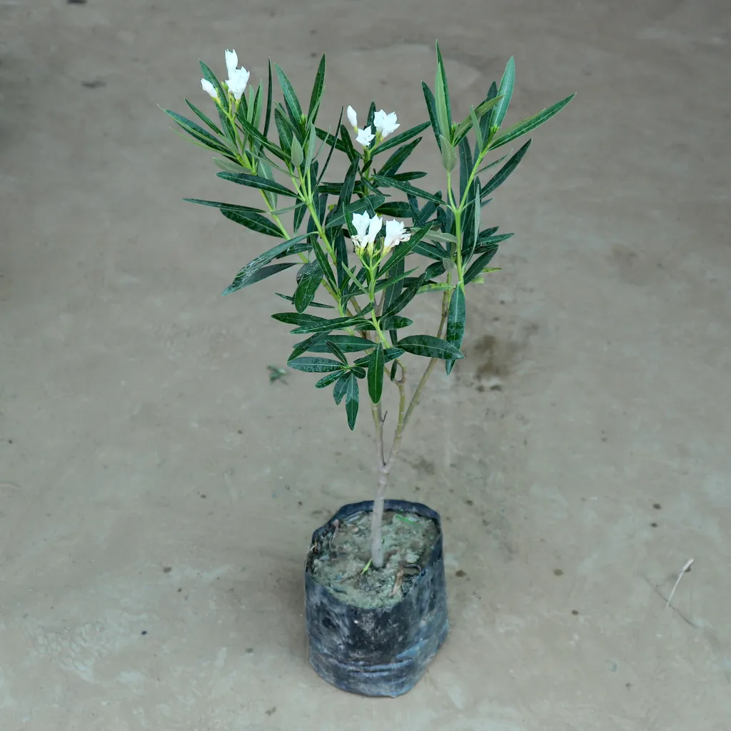White Kaner / Oleander in 7 Inch Nursery Bag