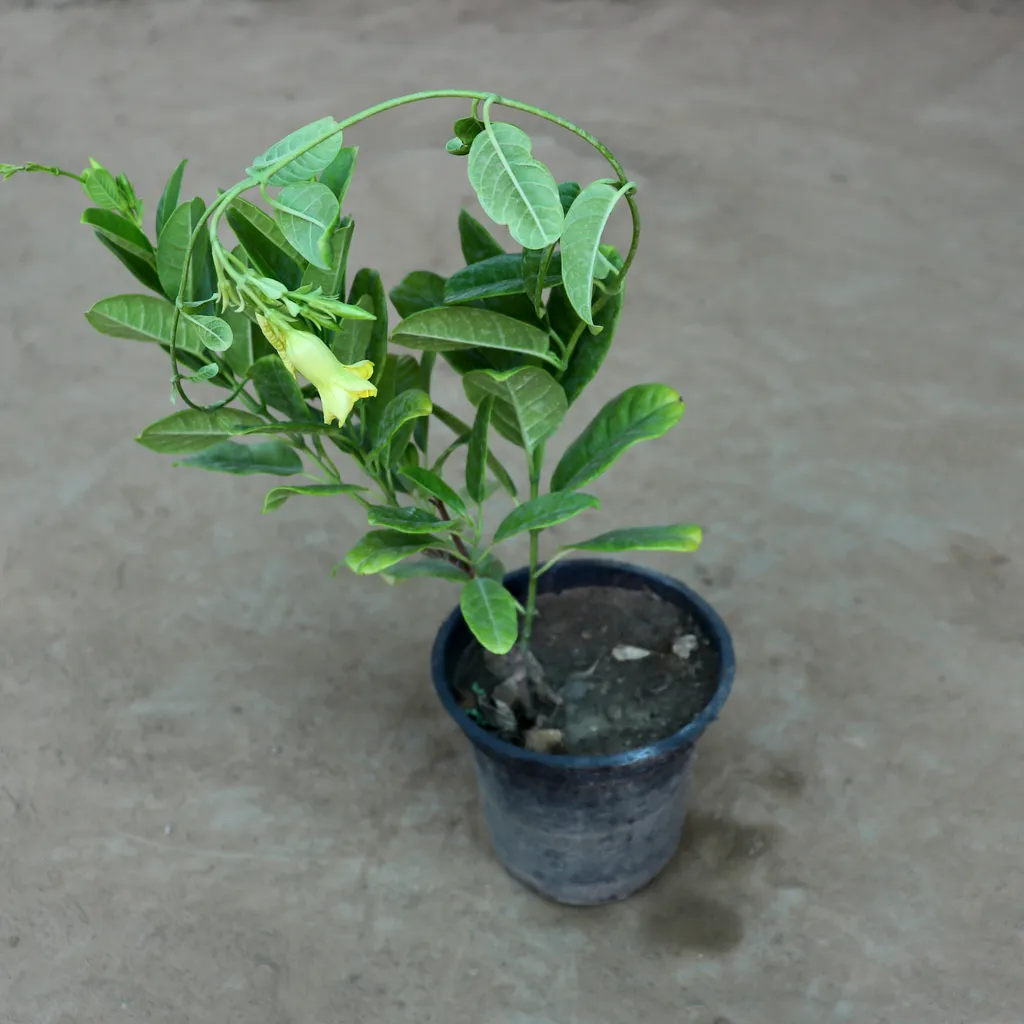 Yellow Allamanda Creeper in 6 Inch Plastic Pot