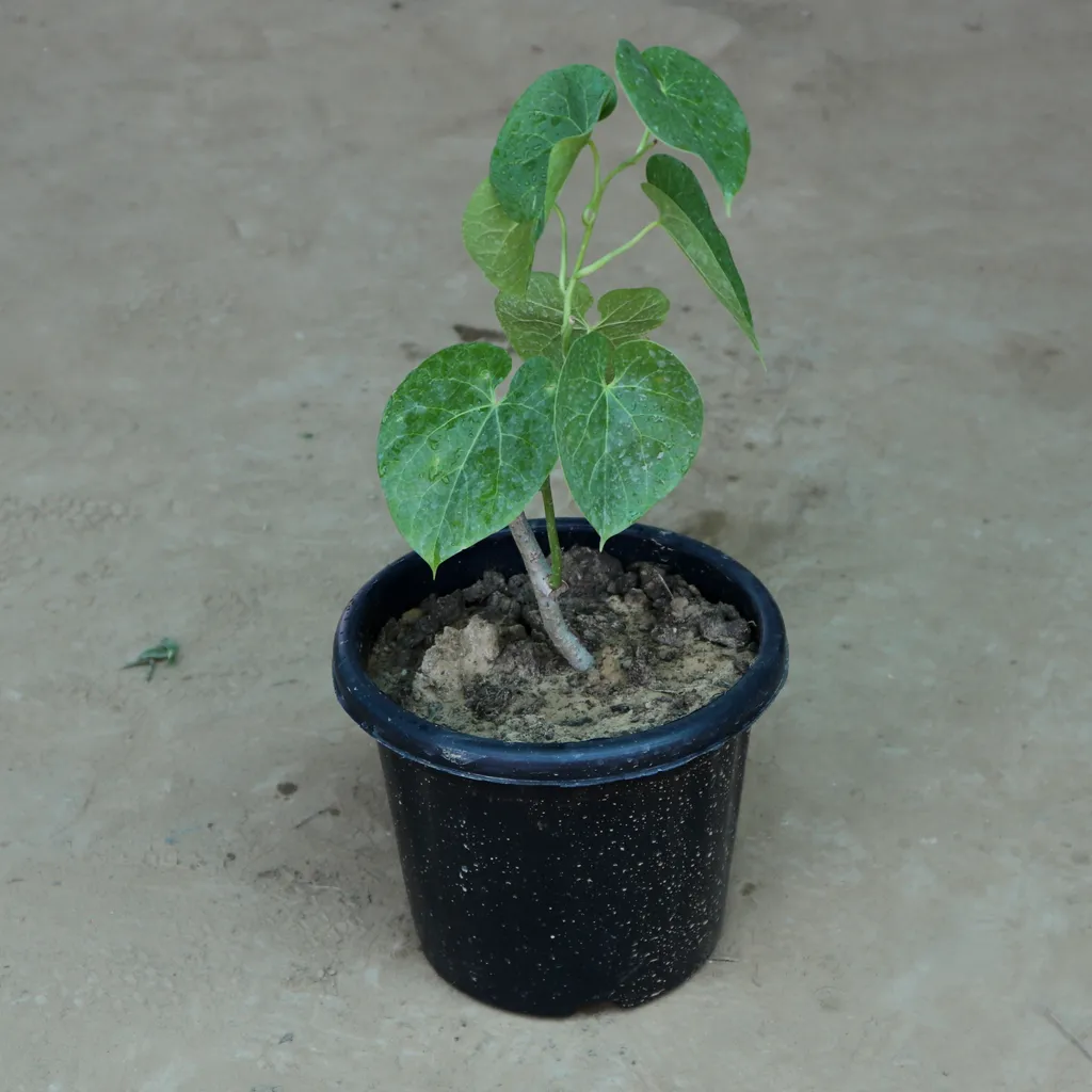 Giloi Medicinal Plant in 6 Inch Plastic Pot