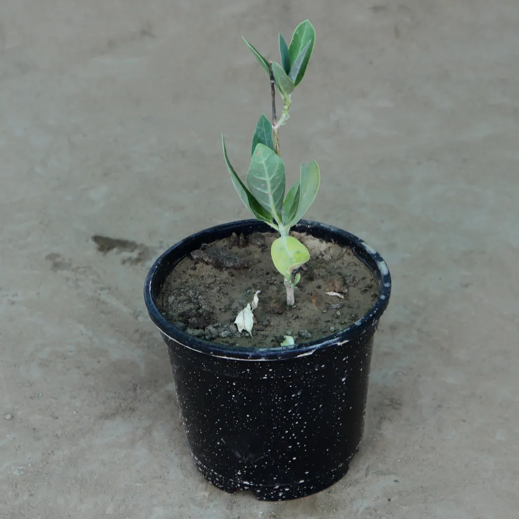 Aak ka Plant in 6 Inch Plastic Pot